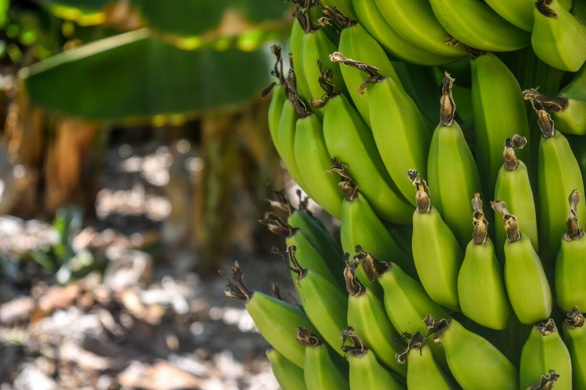 Bananowiec do ogrodu: egzotyczny akcent w twojej przestrzeni zielonej